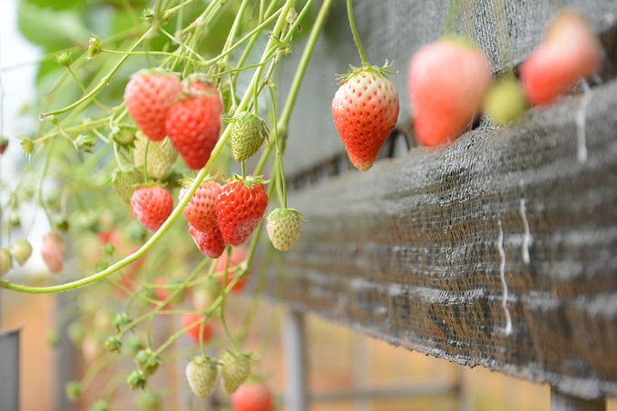 vuon-dau-tay-o-sa-pa-thu-phi-tham-quan-4-ngay-nghi-le