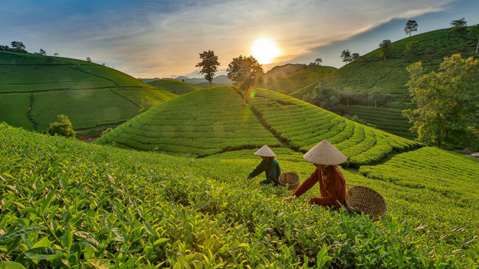 tour-ha-noi-moc-chau